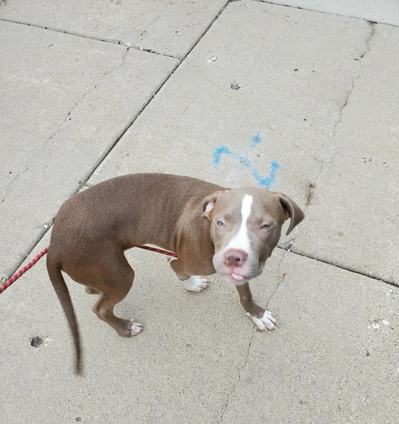 Stitch aka Chauncey thumbnail 4