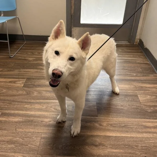 An adult large-sized male Siberian Husky dog named Patrick for adoption in San Diego, CA