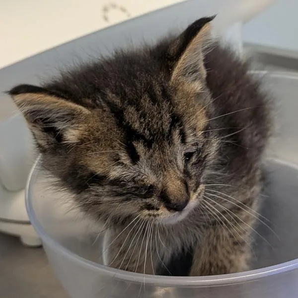 A baby small-sized male Domestic Short Hair cat named Diego for adoption in Escondido, CA