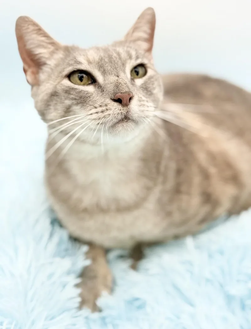 A young medium-sized female Dilute Tortoiseshell Domestic Short Hair cat named Nimue for adoption in Covington, LA