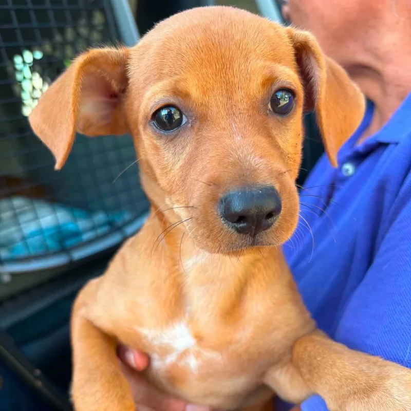 A baby small-sized male Red / Chestnut / Orange Chihuahua dog named Francois for adoption in Warren, RI