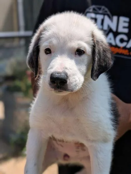 An adult small-sized female Labrador Retriever dog named Cupcake for adoption in Mansfield, TX