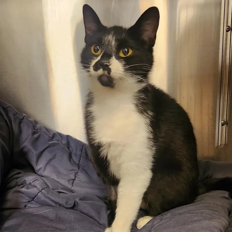 An adult small-sized female Black Domestic Short Hair cat named Eggo for adoption in Medina, OH
