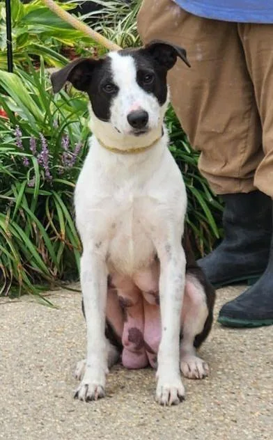 An adult medium-sized female Terrier dog named Alissa for adoption in Madison, NJ