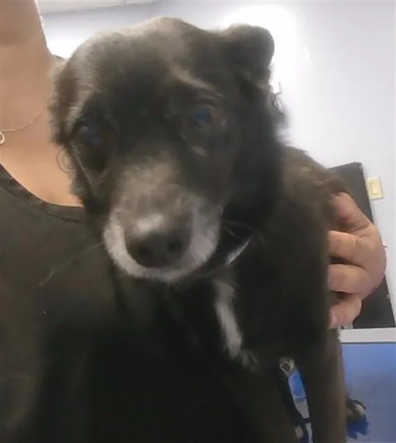 An adult small-sized male Chihuahua dog named Sid for adoption in Phoenix, AZ