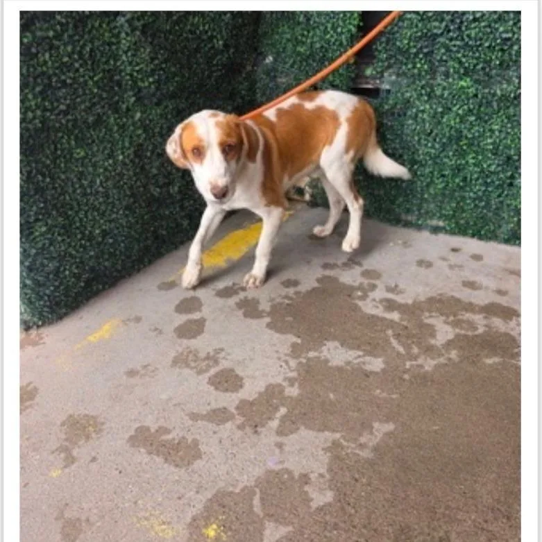 An adult medium-sized male Apricot / Beige Mixed Breed dog named Night Crawler for adoption in Tacoma, WA