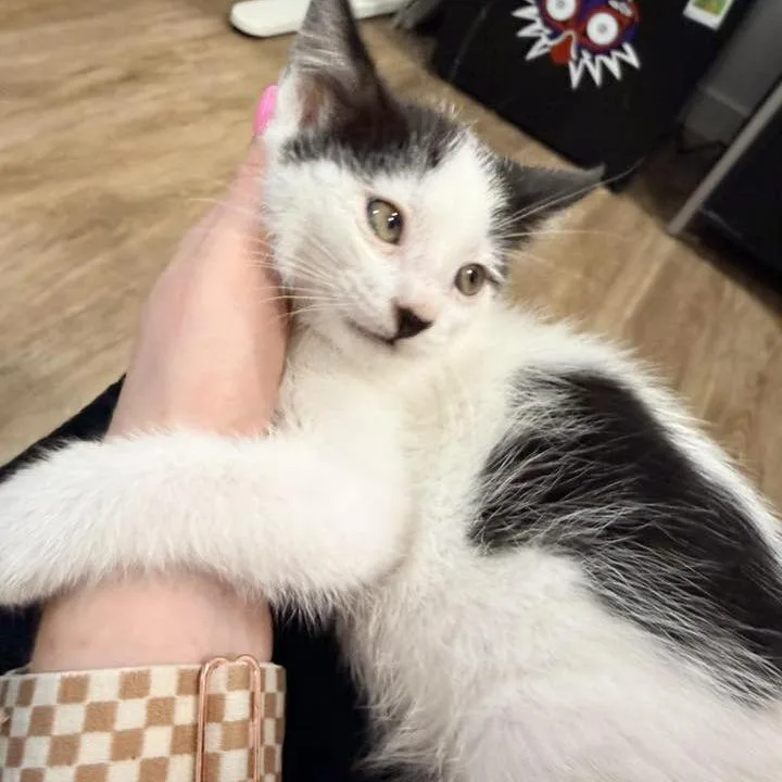 A baby small-sized male White Domestic Medium Hair cat named Lucky Nuttall for adoption in Eagle Mountain, UT