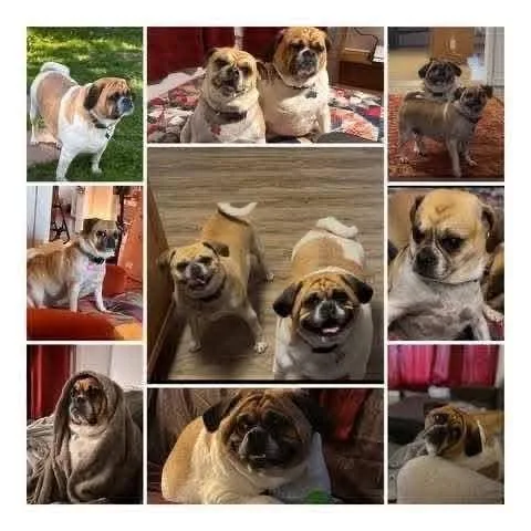 An adult small-sized male Apricot / Beige Puggle dog named Puggles Frankie and Gertie for adoption in Huntley, IL