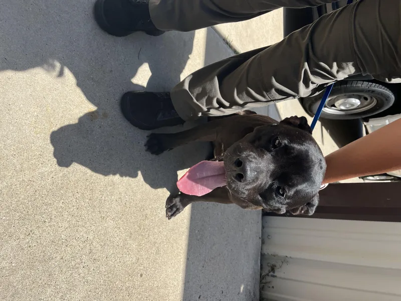 A young medium-sized female Pit Bull Terrier dog named Night for adoption in Killeen, TX