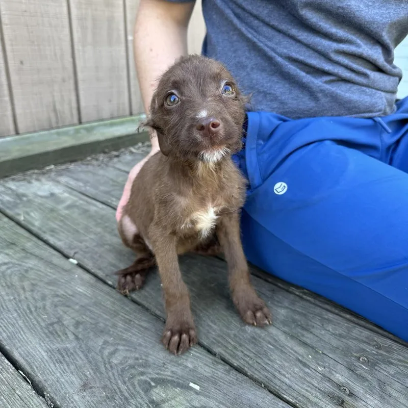 A baby medium-sized female Poodle dog named Banshee for adoption in China Township, MI