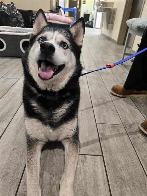 A senior large-sized female Black Husky dog named Athena for adoption in Prince Frederick, MD