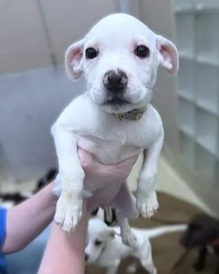 A baby medium-sized female Labrador Retriever dog named Marsha for adoption in Washington, DC