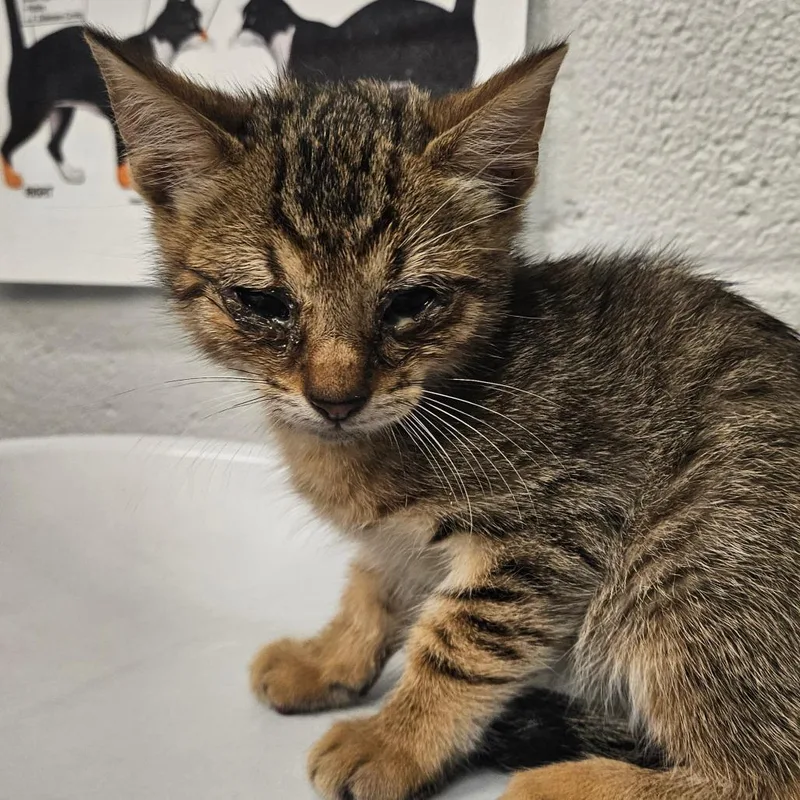 A baby small-sized male Brown / Chocolate Domestic Short Hair cat named Cedar for adoption in Birdsboro, PA