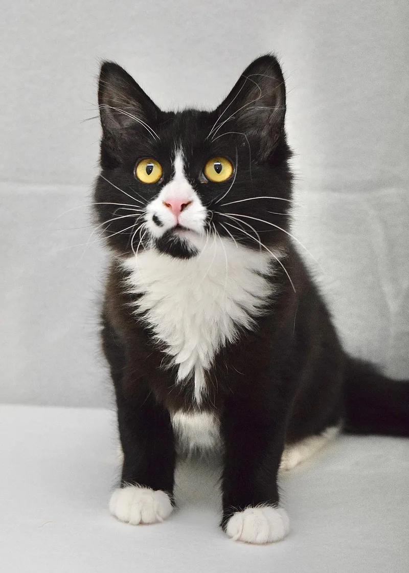 A baby medium-sized female Black & White / Tuxedo Domestic Medium Hair cat named Iris for adoption in Dublin, CA