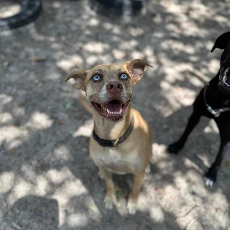 A senior medium-sized female Yellow / Tan / Blond / Fawn Labrador Retriever dog named Frenchie for adoption in Fulton, TX