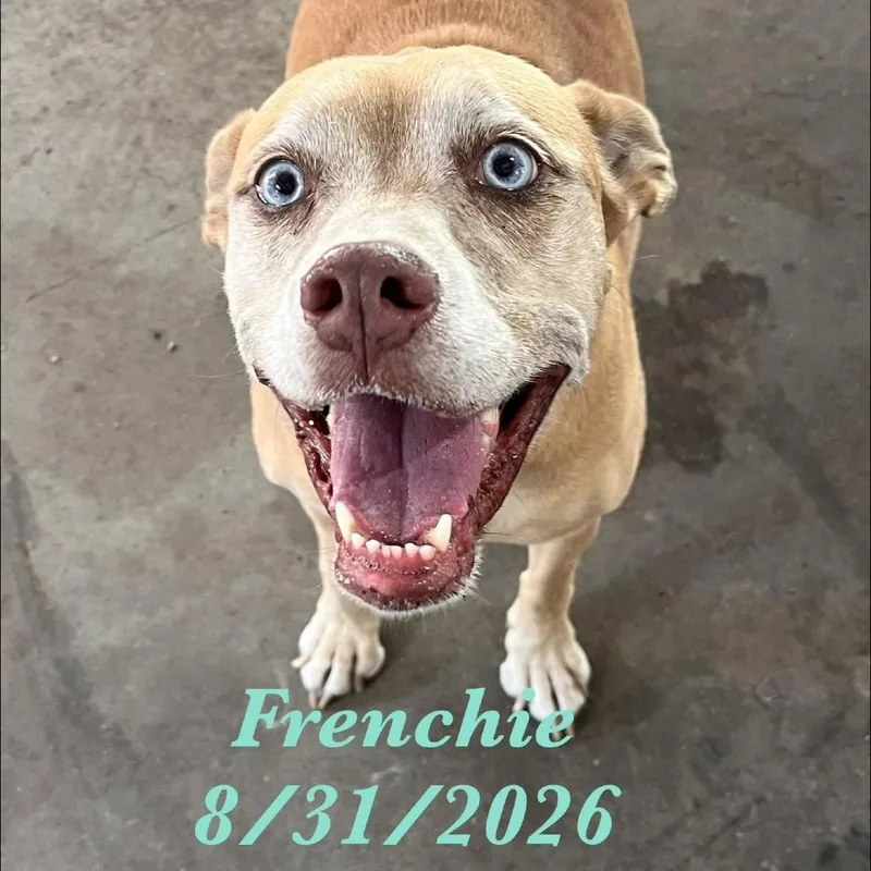 Frenchie thumbnail 3