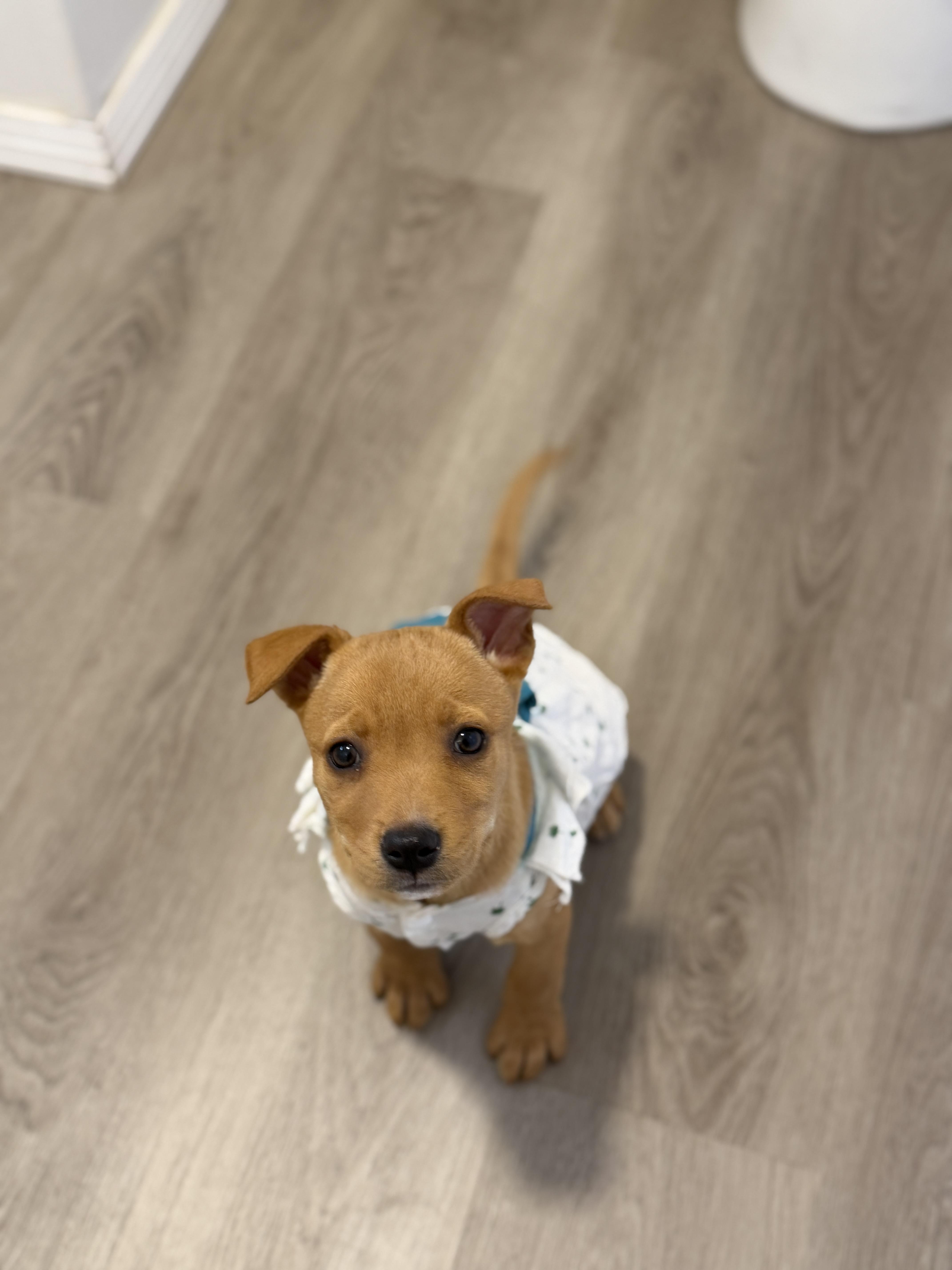 A baby medium-sized female Carolina Dog dog named Fontina for adoption in San Diego, CA