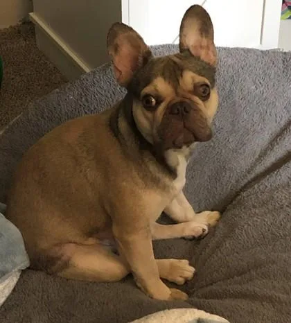 Frank Furter thumbnail 2