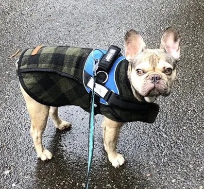 Frank Furter thumbnail 3