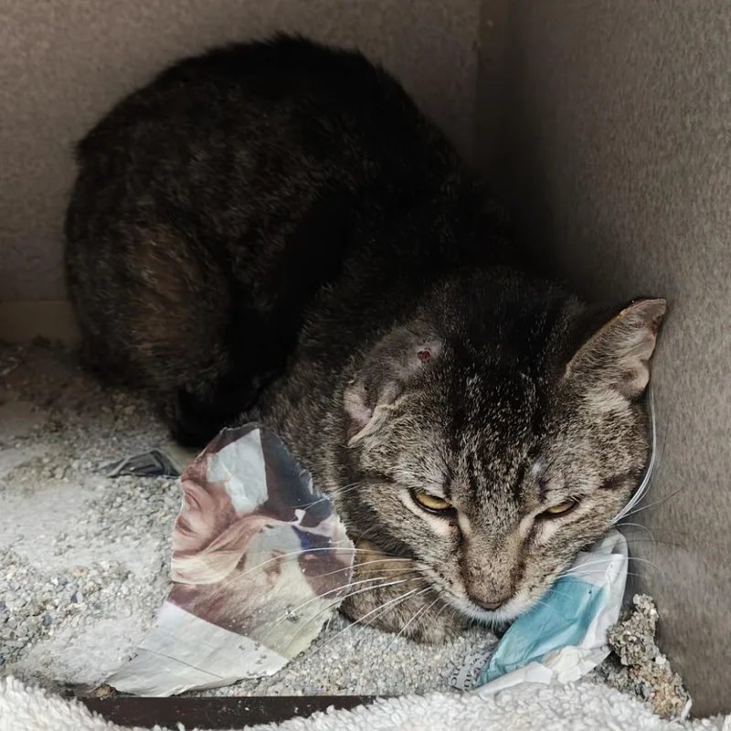 An adult small-sized female Brown / Chocolate Domestic Short Hair cat named Crystal for adoption in Madison, WI