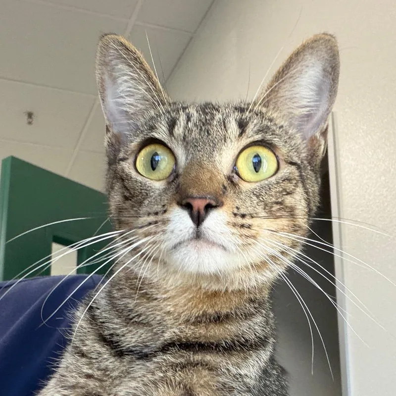 An adult medium-sized female Black Domestic Short Hair cat named Suka for adoption in Reno, NV