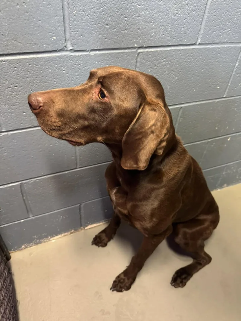 A young medium-sized male German Shorthaired Pointer dog named Wilbur for adoption in Rowlett, TX