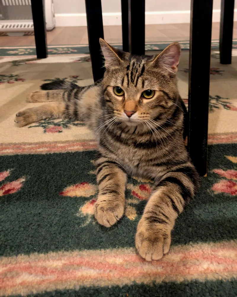 Nutmeg M thumbnail 2