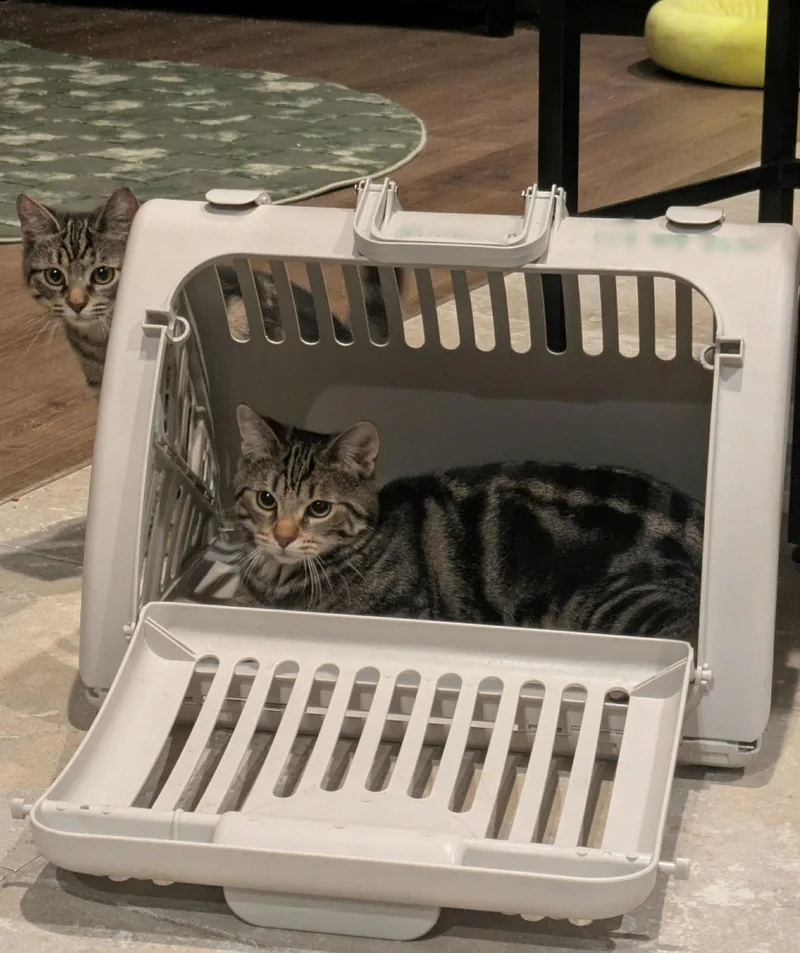 Nutmeg M thumbnail 3