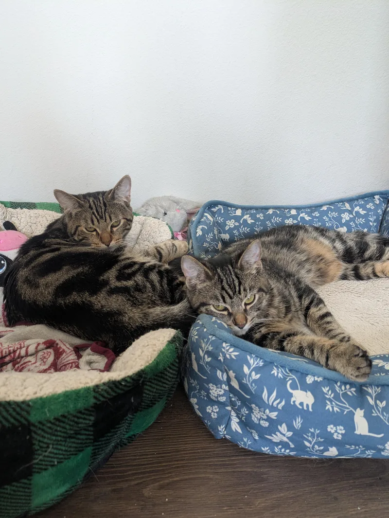 Nutmeg M thumbnail 4