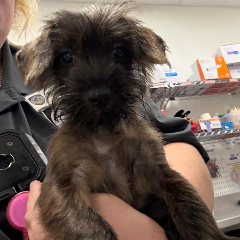 A baby small-sized male Brindle Schnauzer dog named Moose for adoption in League City, TX