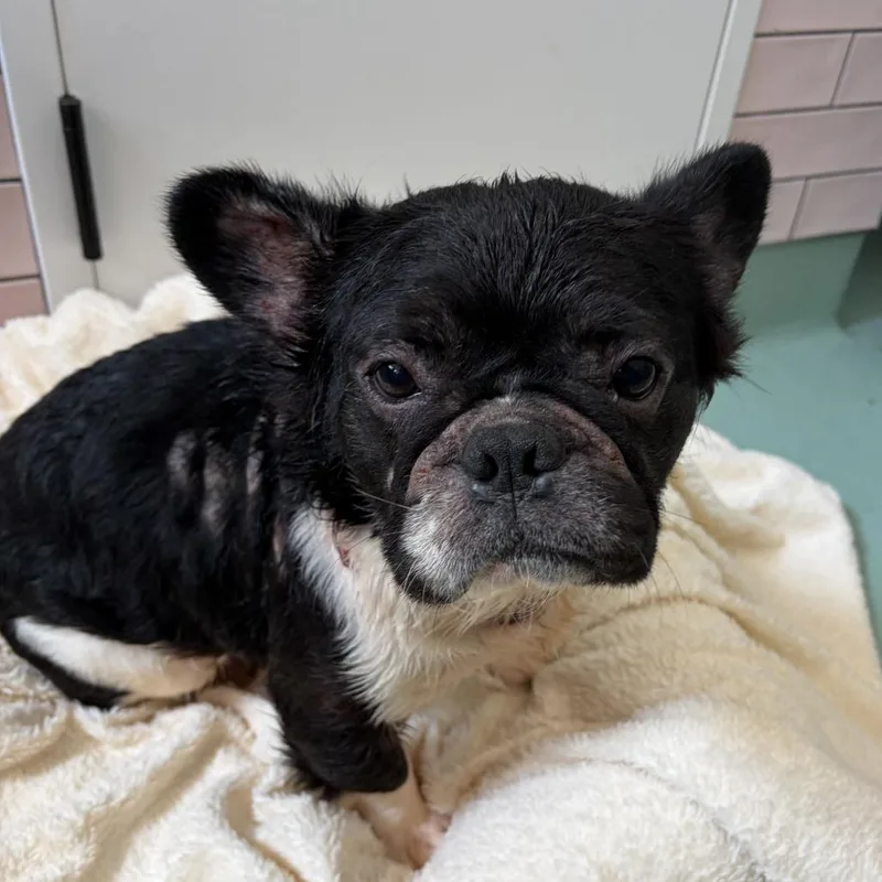 A senior medium-sized male French Bulldog dog named Rickroll for adoption in San Francisco, CA