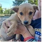 A baby small-sized female Yellow / Tan / Blond / Fawn Labrador Retriever dog named Hazel for adoption in Clearwater, FL