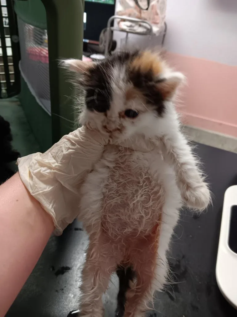 A baby medium-sized female Domestic Short Hair cat named Prysm for adoption in New Braunfels, TX