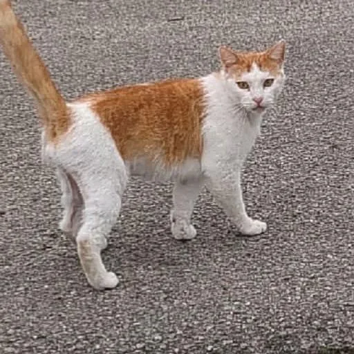 A young extra large-sized male American Shorthair cat named Butter for adoption in mount vernon, AR