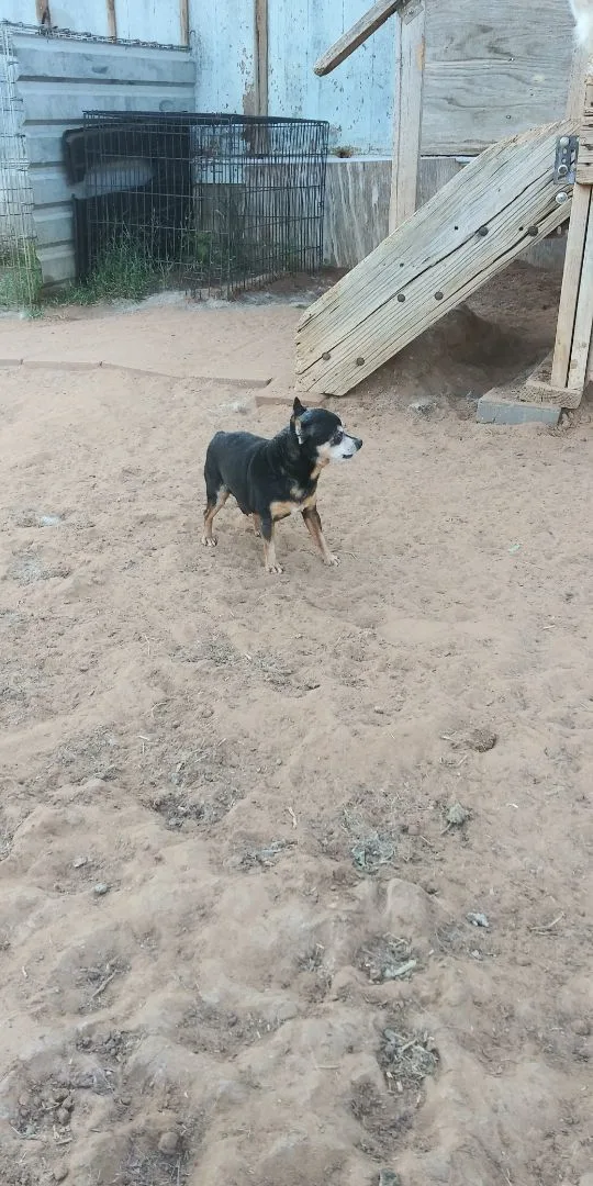 A senior small-sized male Black Chihuahua dog named Berny for adoption in Anton, TX