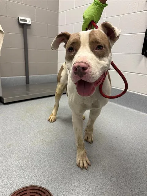 An adult large-sized male Pit Bull Terrier dog named Nino for adoption in Indianapolis, IN