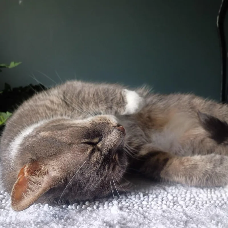 An adult medium-sized male Black Domestic Short Hair cat named Pugsley & Wednesday for adoption in Cincinnati, OH