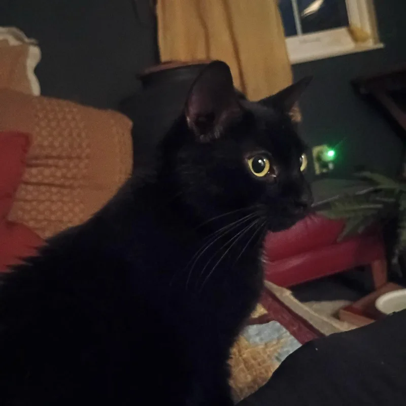 Pugsley & Wednesday thumbnail 2
