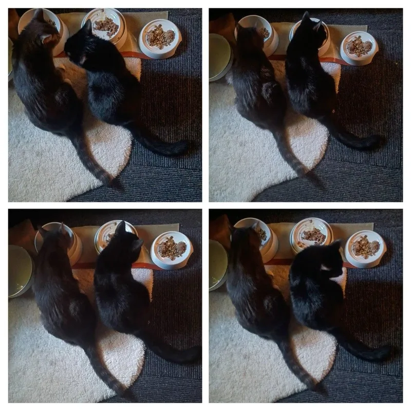 Pugsley & Wednesday thumbnail 3