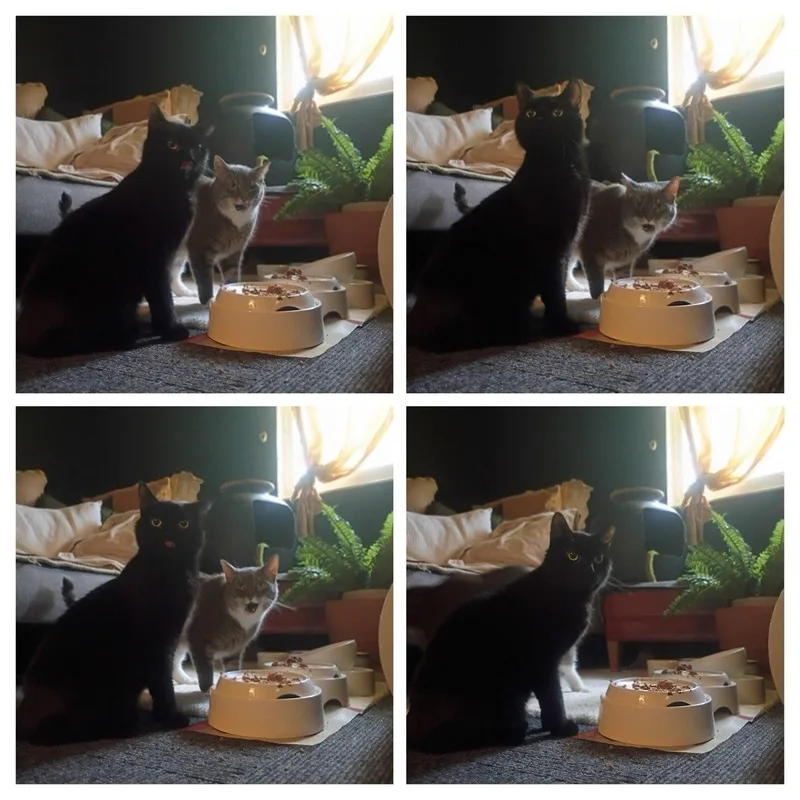 Pugsley & Wednesday thumbnail 4