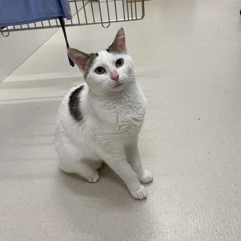 A young medium-sized female White Domestic Short Hair cat named Shloopy for adoption in Warwick, RI