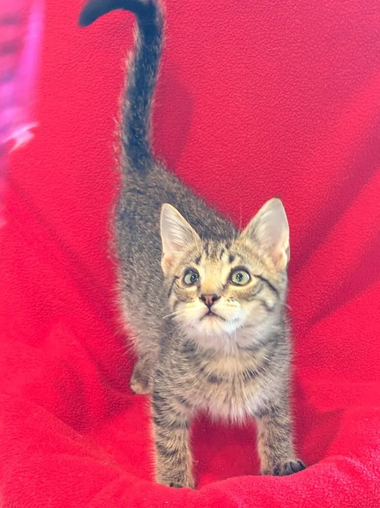 A baby small-sized male Domestic Short Hair cat named Granger for adoption in Spring, TX