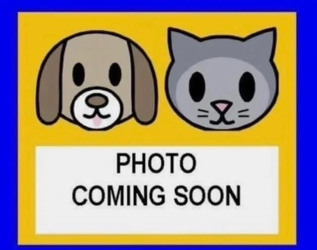 A baby small-sized female Domestic Short Hair cat named Smokey for adoption in San Antonio, TX