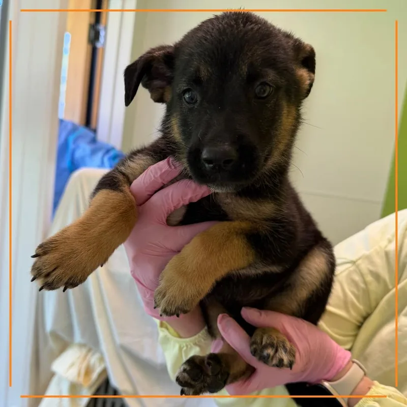 A baby medium-sized male Mixed Breed dog named Marmite for adoption in Austin, TX