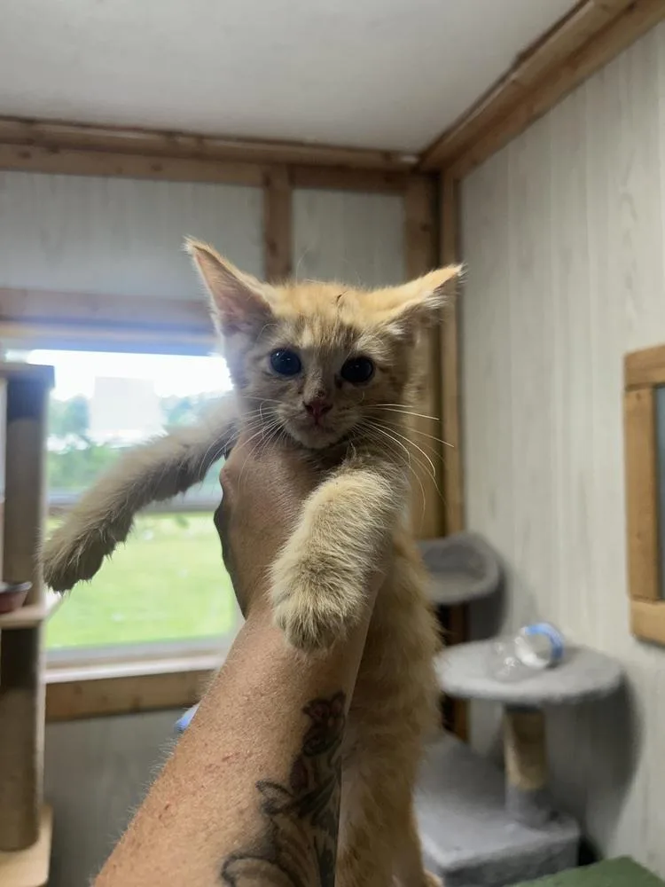 A baby medium-sized male Tabby (Orange / Red) Domestic Medium Hair cat named Charles for adoption in Emerald Isle, NC