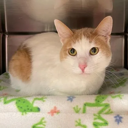 An adult small-sized male Domestic Short Hair cat named Lucky for adoption in Wheaton, IL