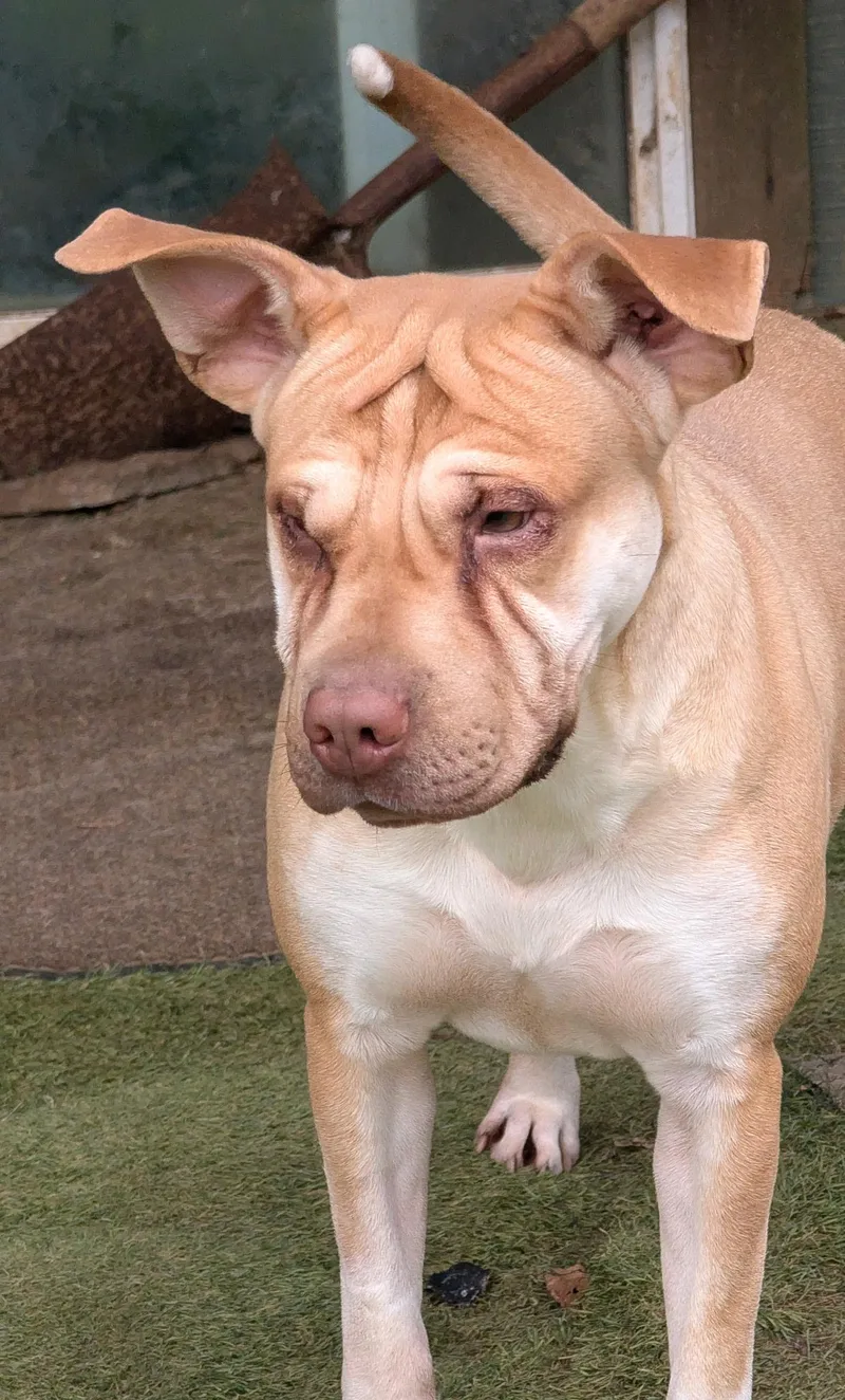 An adult medium-sized male Yellow / Tan / Blond / Fawn Shar-Pei dog named Fergus for adoption in Sylva, NC