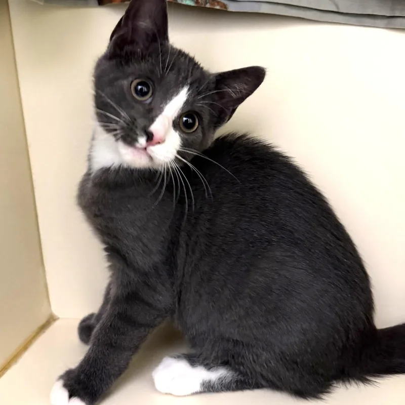 A baby small-sized male Gray & White Domestic Short Hair cat named Quigley for adoption in Cooperstown, NY