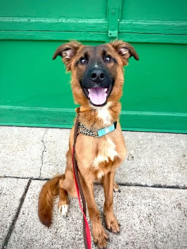 An adult medium-sized male Brown / Chocolate Mixed Breed dog named Plato for adoption in Cincinnati, OH