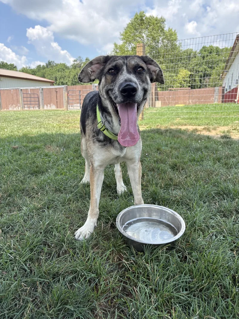 A young medium-sized female Tricolor (Brown, Black, & White) German Shepherd Dog dog named June for adoption in South Charleston, OH